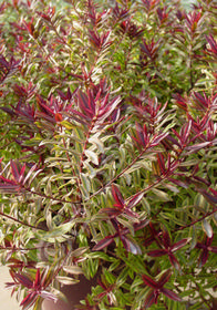 Hebe Purple Shamrock