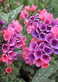 Pulmonaria 'Raspberry Splash'