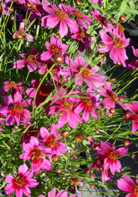 Coreopsis rosea 'Dreamcatcher'