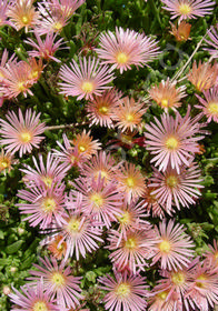 Delosperma 'Mesa Verde' ('Kelaidis')