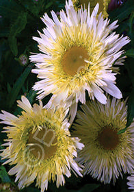 Leucanthemum x superbum 'Goldrausch' ('Gold Rush')