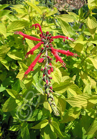 Salvia elegans 'Golden Delicious'