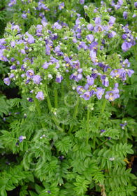 Polemonium boreale 'Heavenly Habit'