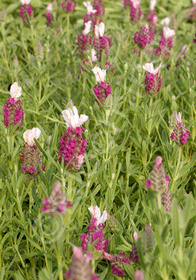 Lavandula stoechas 'Red Star'