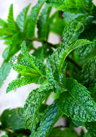 Mentha spicata var. crispa 'Moroccan'