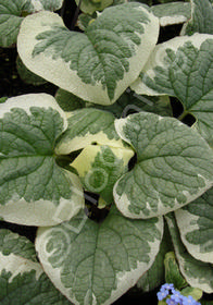 Brunnera macrophylla 'Variegata'