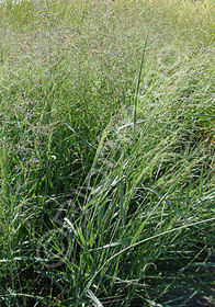 Panicum virgatum 'Prairie Sky'