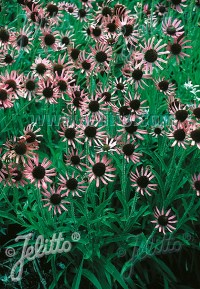 Echinacea tennesseensis 'Rocky Top'