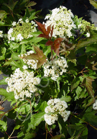 Viburnum opulus 'Compactum'