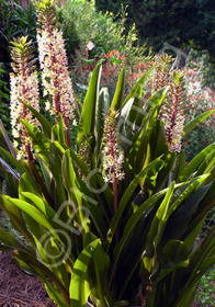 Eucomis comosa 'Sparkling Burgundy'