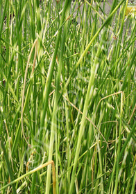 Scirpus tabernaemontani 'Zebrinus'