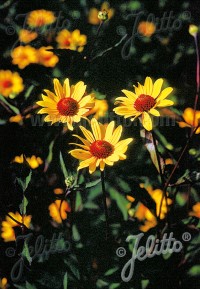 Heliopsis helianthoides var. scabra 'Summer Nights'
