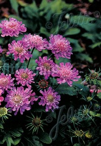 Scabiosa columbaria 'Misty Butterflies'