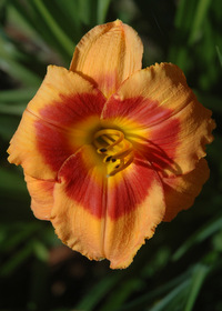 Hemerocallis 'Bold Tiger'