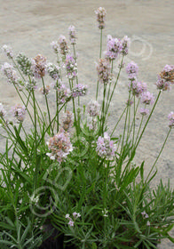 Lavandula angustifolia 'Hidcote Pink'