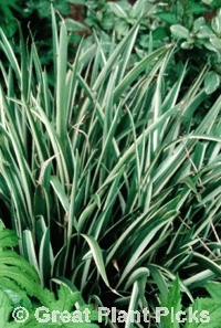 Iris Foetidissima Variegata Ecosia 200 X 297 Www Bloomingadvantage Iris Foetidissima
