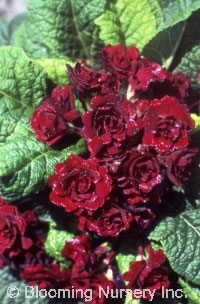 Primula 'Rosetta Red'