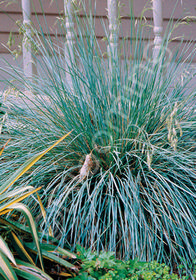 Helictotrichon sempervirens Sapphire ('Saphirsprudel')