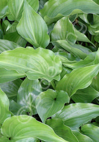 Hosta 'Invincible'