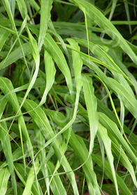 Hakonechloa macra 