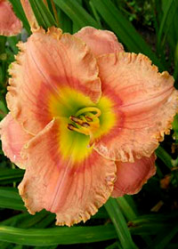 Hemerocallis 'Elegant Candy'