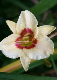 Hemerocallis 'Custard Candy'