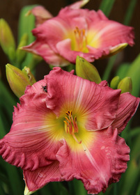 Hemerocallis 'Hush Little Baby'