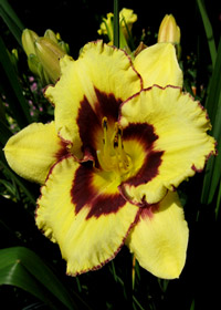 Hemerocallis 'El Desperado'