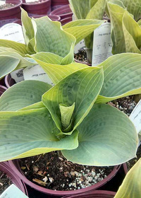 Hosta 'Powder Blue'