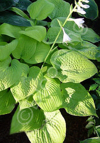 Hosta 'King Tut'