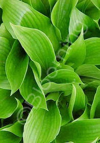 Hosta 'Leather Sheen'