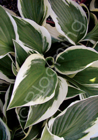 Hosta  'Patriot'