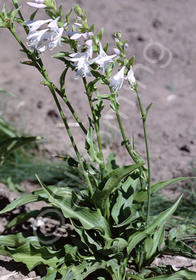 Hosta 'Permanent Wave'