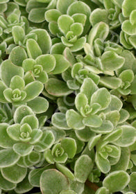 Sedum makinoi 'Variegata'