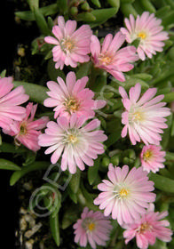 Delosperma 'Beaufort West'