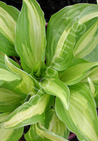 Hosta  'Sea Thunder'