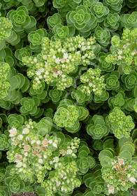 Sedum spurium 'Green Mantle'