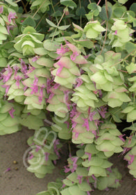 Origanum 'Barbara Tingey'