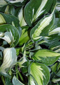 Hosta 'Whirlwind'