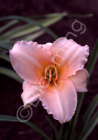 Hemerocallis 'Agnes of Glasgow'