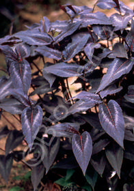 Persicaria microcephala 'Red Dragon'