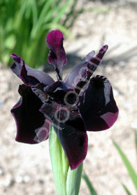 Iris chrysographes