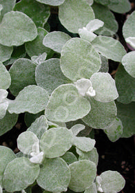 Helichrysum petiolare 'Argentea'