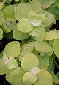 Helichrysum petiolare 'Limelight'
