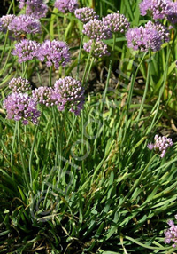 Allium senescens ssp montanum
