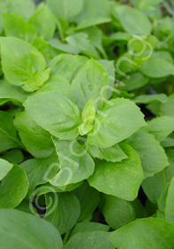 Ocimum x citriodorum 'Greek Columnar'