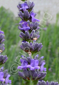 Lavandula x intermedia 'Impress Purple'