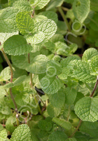 Mentha suaveolens