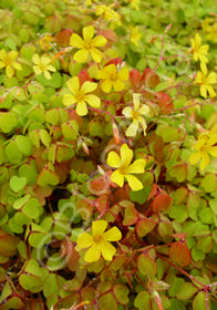 Oxalis vulcanicola 'Sunset Velvet'