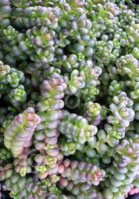 Sedum divergens 